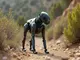 roboter-hund-im-militaer-chancen-und-herausforderungen